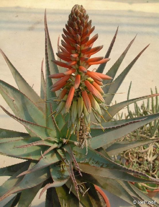 Aloe rubroviolacea aff. ©JLcoll.352